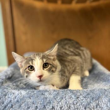Poppi--In Foster -  Domestic Short Hair Cat for Adoption in Fargo, North Dakota - Poppi--In Foster | PetCurious
