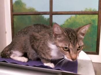 Domestic Short Hair Cats Available for Adoption in Houston, Texas - JULIA | PetCurious