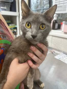 Rescue Domestic Short Hair Cats for Adoption in Pomona, New York - Heath | PetCurious