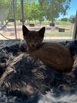 Calico Cats Available for Adoption in Mustang, Oklahoma - Sabrina | PetCurious