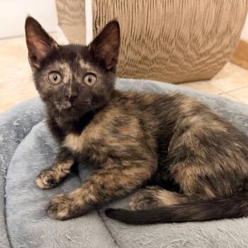 Amber -  Domestic Short Hair Cat for Adoption in Green Bay, Wisconsin - Amber | PetCurious