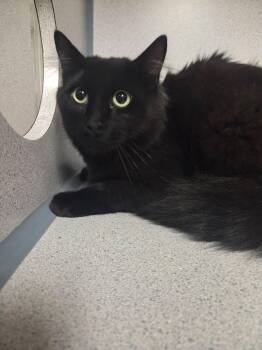 Shook -  Domestic Short Hair Cat for Adoption in Canon City, Colorado - Shook | PetCurious
