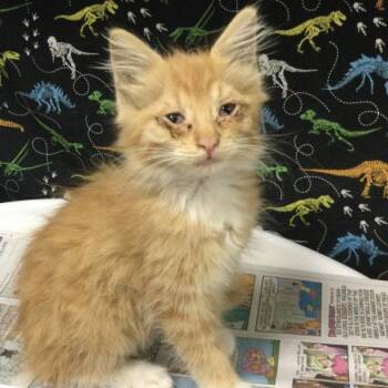 NALA -  Domestic Medium Hair Cat for Adoption in Riverside, California - NALA | PetCurious