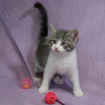 Domestic Short Hair Cats Available for Adoption in Versailles, Kentucky - Appt. Pending - Franks | PetCurious