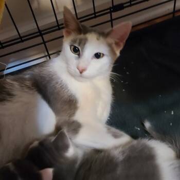 Rescue Domestic Short Hair Cats for Adoption in Woodstock, Virginia - Sophie Hill | PetCurious