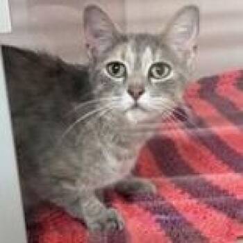 Narnia -  American Shorthair Cat for Adoption in Hackensack, Minnesota - Narnia | PetCurious