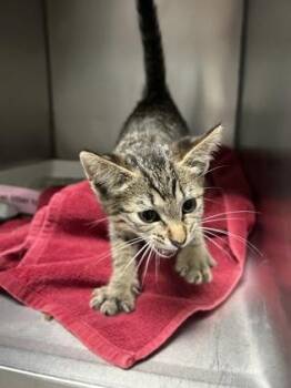 Admiral Meowington -  Domestic Short Hair Cat for Adoption in Fishers, Indiana - Admiral Meowington | PetCurious