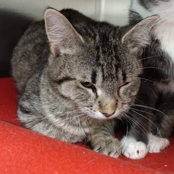 Domestic Short Hair Cats Available for Adoption - Sabrina | PetCurious