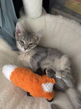 Frittata -  Domestic Short Hair Cat for Adoption in Minneapolis, Minnesota - Frittata | PetCurious