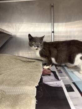 Domestic Short Hair Cats Available for Adoption in West Chester, Pennsylvania - Attachment Issues | PetCurious