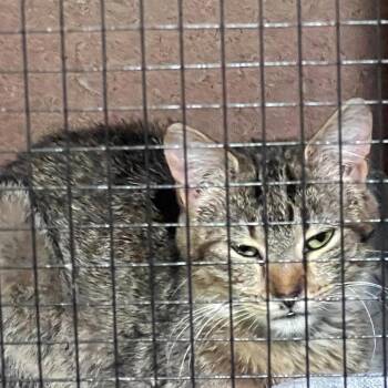 Domestic Short Hair Cats Available for Adoption in Klamath Falls, Oregon - Tobi | PetCurious