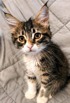 Bazelle -  Domestic Medium Hair and Domestic Short Hair Cat for Adoption in Morristown, New Jersey - Bazelle | PetCurious