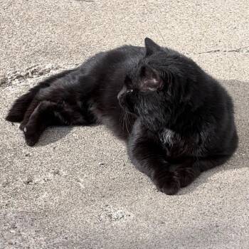 Kalu -  Domestic Short Hair Cat Available for Adoption in Shelbyville, Indiana - Kalu | PetCurious
