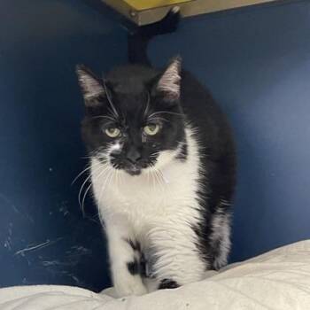 Chess -  Domestic Short Hair Cat for Adoption in Fort Worth, Texas - Chess | PetCurious