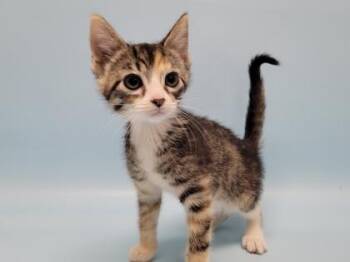 Parsnip -  Domestic Short Hair Cat for Adoption in Golden Valley, Minnesota - Parsnip | PetCurious