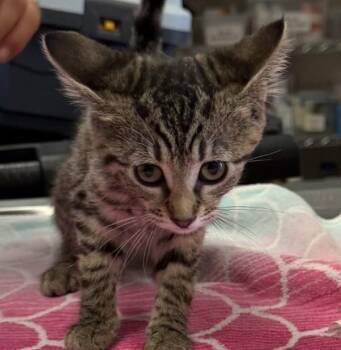 Clouded Yellow -  Domestic Medium Hair Cat for Adoption in Oakland, California - Clouded Yellow | PetCurious