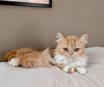 Luna -  Persian Cat for Adoption in Fort Worth, Texas - Luna | PetCurious