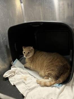 NUGGET -  Domestic Short Hair Cat for Adoption in San Antonio, Texas - NUGGET | PetCurious