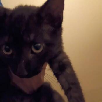 Phoenix -  Domestic Short Hair Cat for Adoption in West Palm Beach, Florida - Phoenix | PetCurious