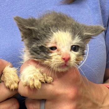 Tim 060510U -  Domestic Short Hair Cat for Adoption in Tupelo, Mississippi - Tim 060510U | PetCurious