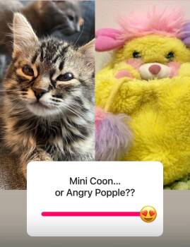 Domestic Short Hair Cats Available for Adoption in Los Angeles, California - Evelyn (aka “Popple”) | PetCurious