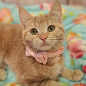 Hippo -  Domestic Short Hair Cat for Adoption in Watertown, Wisconsin - Hippo | PetCurious