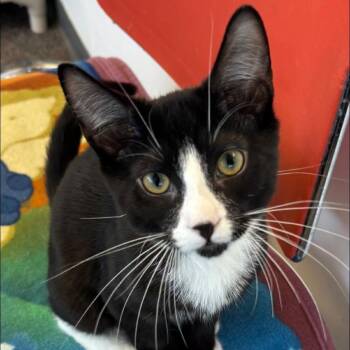 Cobalt -  Domestic Short Hair Cat for Adoption in Buffalo, New York - Cobalt | PetCurious