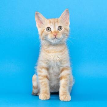 Squash -  Domestic Short Hair Cat for Adoption in Franklin, Tennessee - Squash | PetCurious