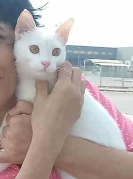 Rescue Turkish Van Cats for Adoption in Brampton, Ontario - Timo | PetCurious