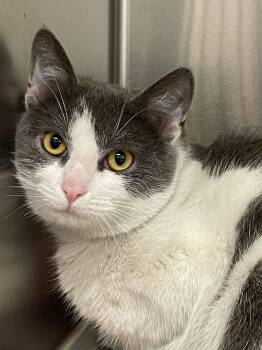 Domestic Short Hair Cats Available for Adoption - Chet | PetCurious