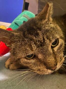 Rescue Domestic Short Hair Cats for Adoption in Mantua Township, New Jersey - Axl | PetCurious
