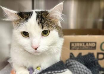 Rescue Domestic Medium Hair Cats for Adoption in Brentwood, Missouri - OPHELIA | PetCurious