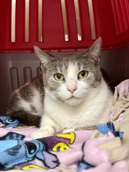 Domestic Short Hair Cats Available for Adoption in Saint Paul, Minnesota - Judge Judy | PetCurious