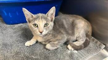 SAUL -  Domestic Short Hair Cat for Adoption in Corpus Christi, Texas - SAUL | PetCurious