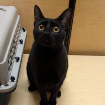 Domestic Short Hair Cats Available for Adoption in Buffalo, New York - Chloe | PetCurious