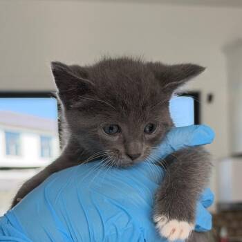 Maisie Kitten 2 -  Domestic Short Hair Cat for Adoption in Chapel Hill, North Carolina - Maisie Kitten 2 | PetCurious