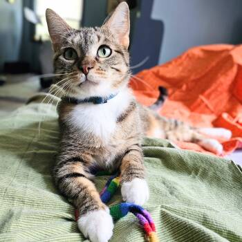 Torbie and Tabby Cats Available for Adoption in Chicago, Illinois - Cinnamon Bun | PetCurious