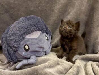 Katia -  Domestic Short Hair Cat for Adoption in Gainesville, Florida - Katia | PetCurious