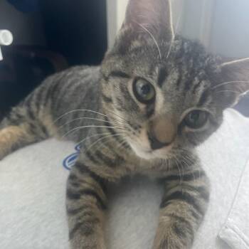 Rescue Domestic Short Hair Cats for Adoption in Pitman, New Jersey - Stripe | PetCurious