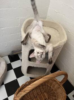 Domestic Short Hair and Siamese Cats Available for Adoption - Florence Saint Marie | PetCurious