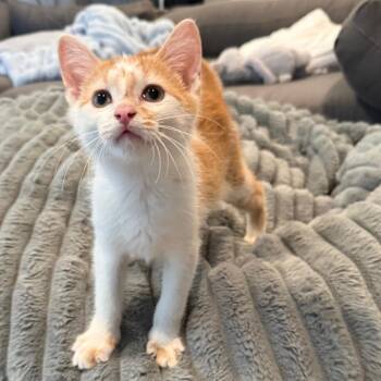 Elliot -  Domestic Short Hair Cat for Adoption in Lenexa, Kansas - Elliot | PetCurious