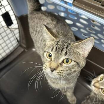 Aladdin -  Domestic Short Hair Cat for Adoption in Indianapolis, Indiana - Aladdin | PetCurious