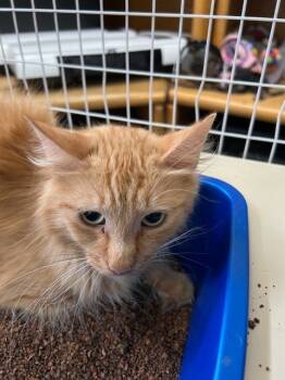 Rescue Domestic Long Hair Cats for Adoption in Grand Junction, Colorado - Cheyenne | PetCurious