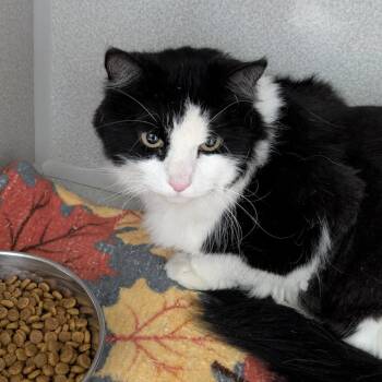 Charlotte -  Domestic Long Hair Cat for Adoption in Buffalo, Wyoming - Charlotte | PetCurious