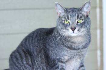 Rescue Domestic Short Hair Cats for Adoption in Ashland, Wisconsin - LU2 Lewis | PetCurious