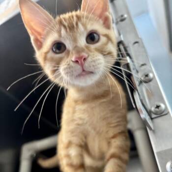 Dine-N-Dash -  Domestic Short Hair Cat for Adoption in Carencro, Louisiana - Dine-N-Dash | PetCurious