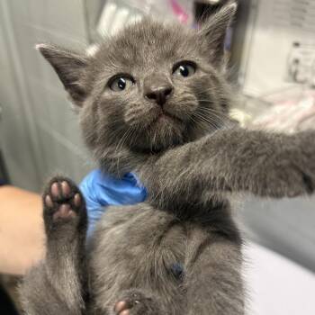 Panther -  Domestic Short Hair Cat for Adoption in Summerville, South Carolina - Panther | PetCurious