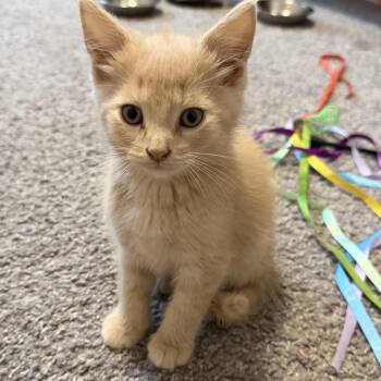 Peanut Butter -  Domestic Short Hair Cat for Adoption in Victor, New York - Peanut Butter | PetCurious