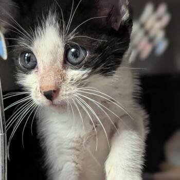 Moo -  Domestic Short Hair Cat for Adoption in Orlando, Florida - Moo | PetCurious