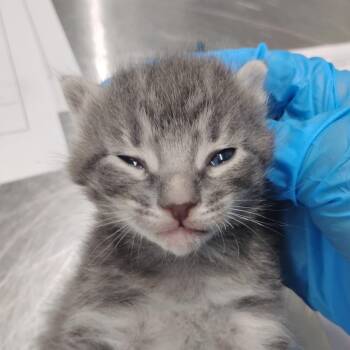 Domestic Short Hair Cats Available for Adoption in Summerville, South Carolina - Farah | PetCurious